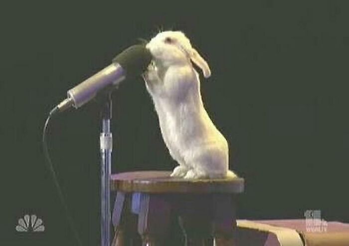 Pets-Rule-The-Universe-Pics