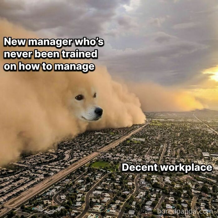 Funny-Work-Memes-Paddyjobsman