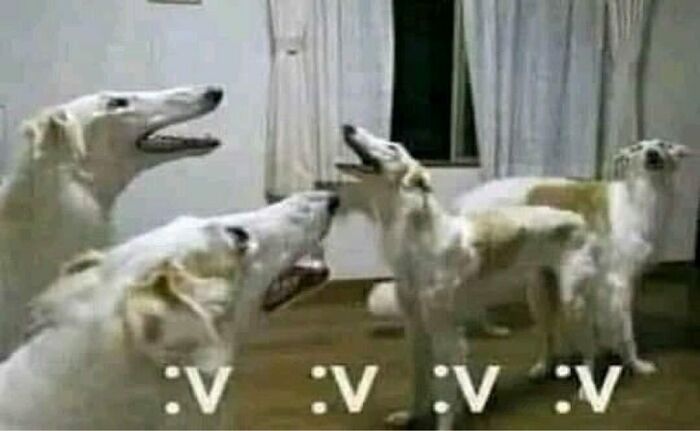 Pets-Rule-The-Universe-Pics