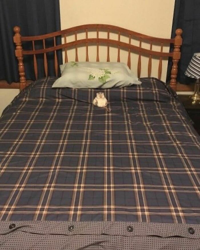 Pets-Rule-The-Universe-Pics