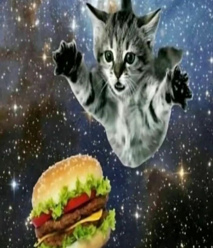 Pets-Rule-The-Universe-Pics