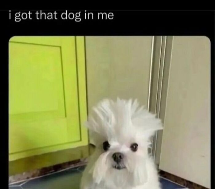 Pets-Rule-The-Universe-Pics