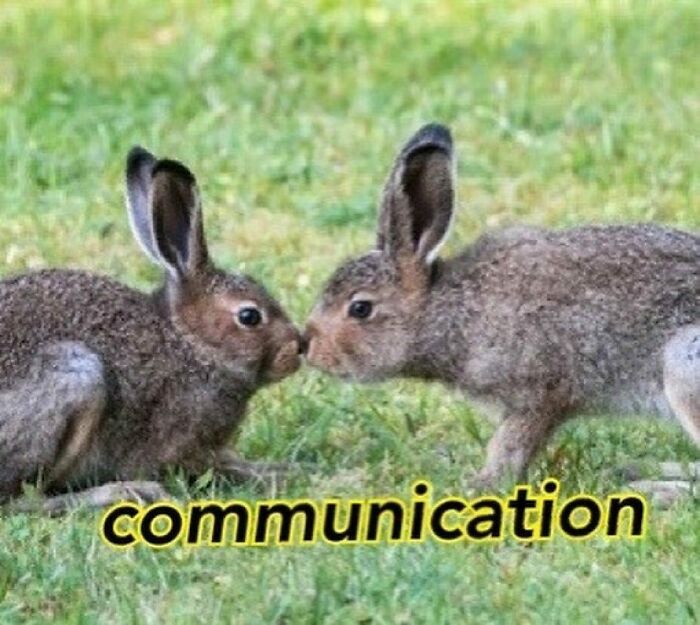 Pets-Rule-The-Universe-Pics