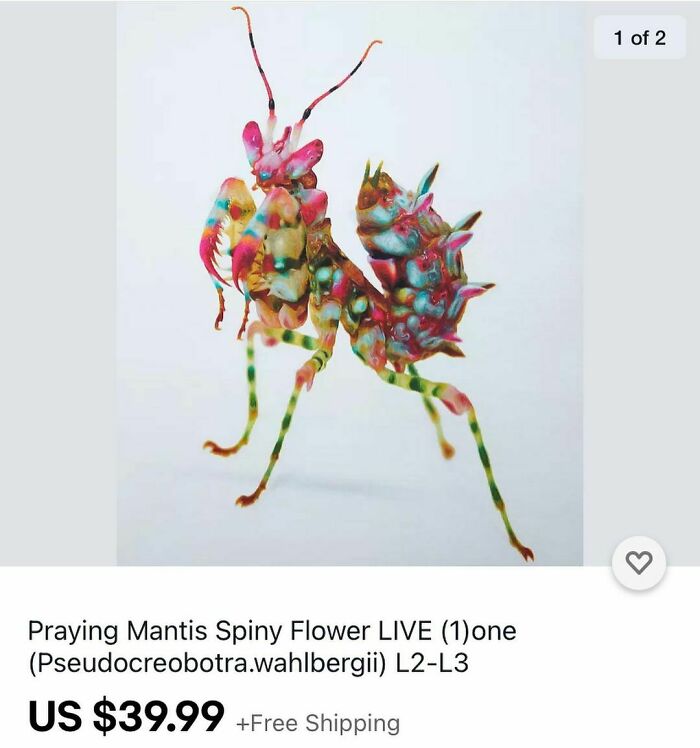 Ebay-Weird-Listings-Ebaybae