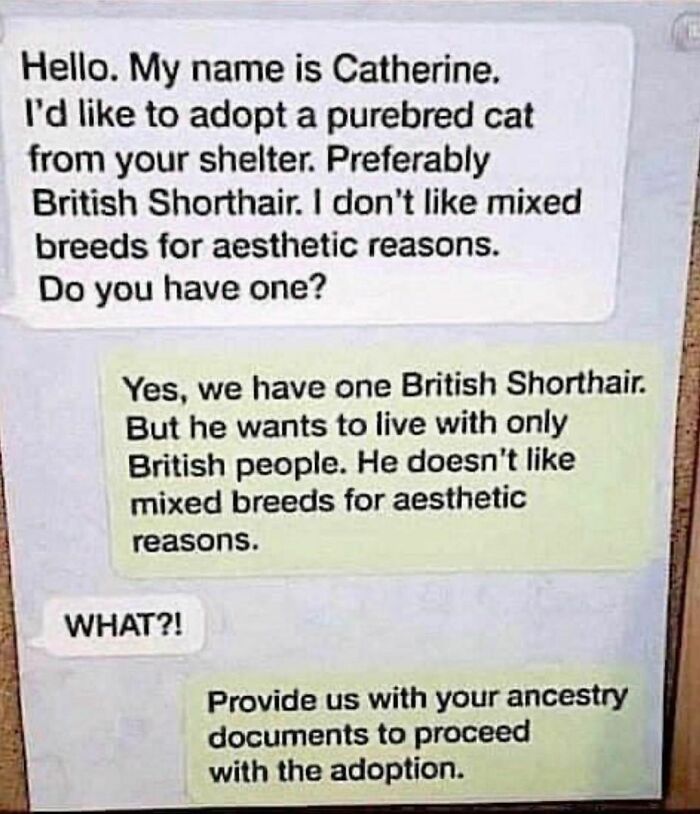 Text conversation meme about adopting a British Shorthair cat, highlighting humorous irony in preferences and requirements.