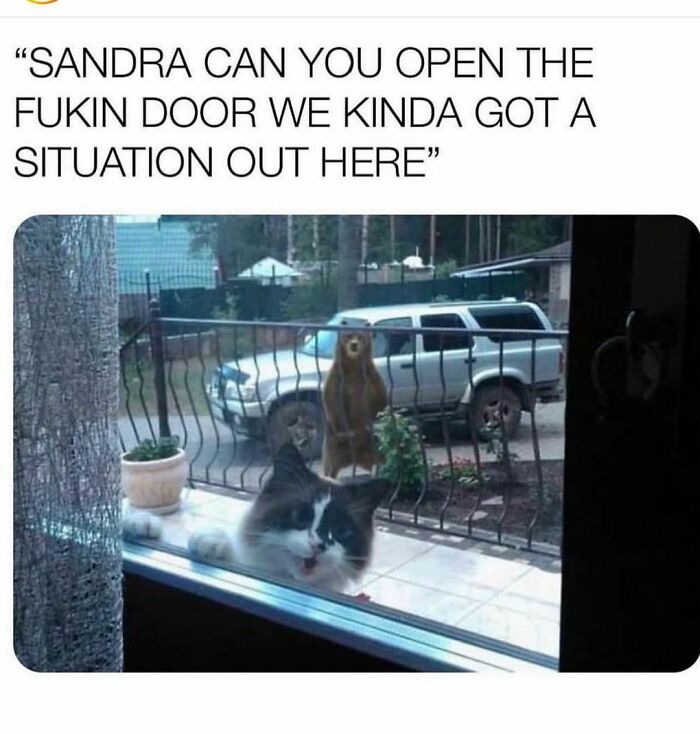 Cat at window with bear behind, funny situation outside; humor from Instagram meme account.