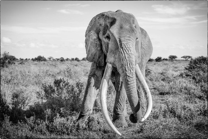 Craig Super Tusker, Amboseli