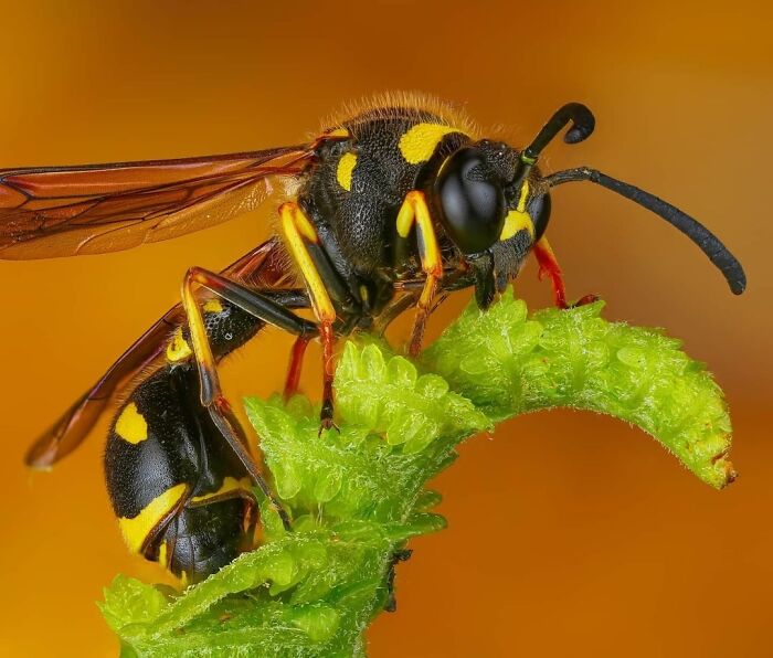 Exploring The World Up Close: Inside The Instagram Phenomenon Of "Macro Photography"