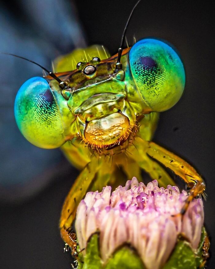 Exploring The World Up Close: Inside The Instagram Phenomenon Of "Macro Photography"