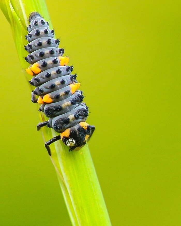 Exploring The World Up Close: Inside The Instagram Phenomenon Of "Macro Photography"