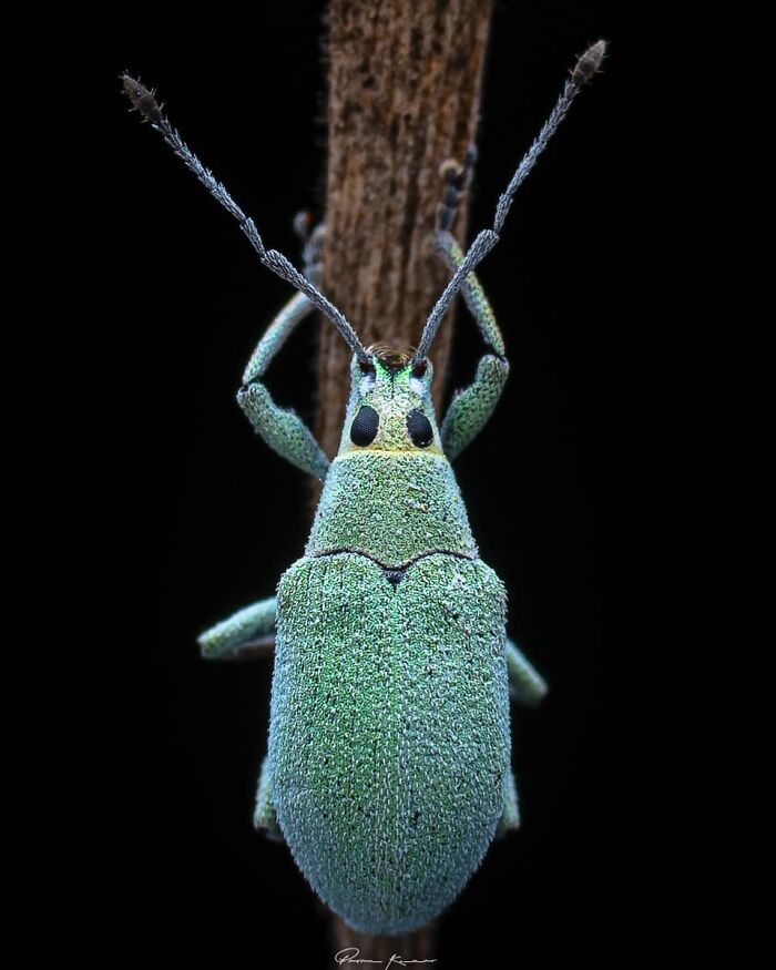 Exploring The World Up Close: Inside The Instagram Phenomenon Of "Macro Photography"