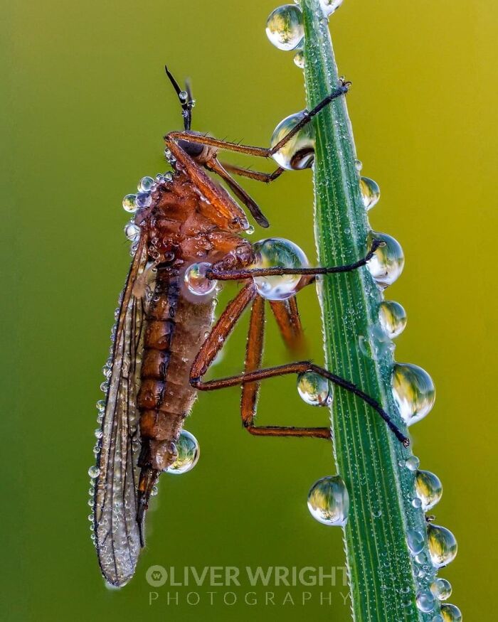 Exploring The World Up Close: Inside The Instagram Phenomenon Of "Macro Photography"