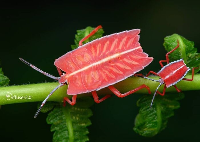 Exploring The World Up Close: Inside The Instagram Phenomenon Of "Macro Photography"