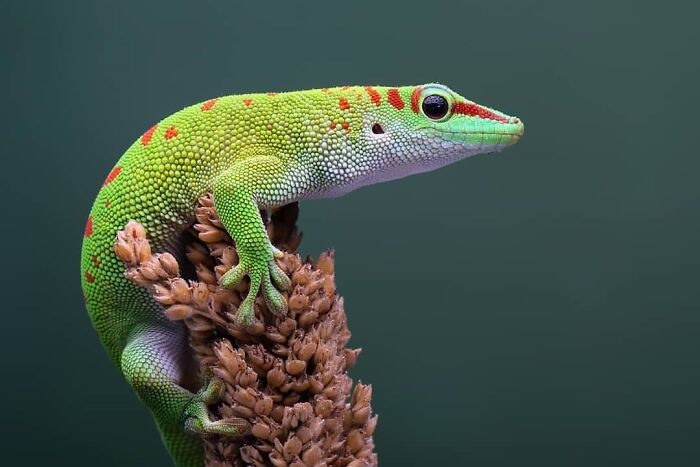 Exploring The World Up Close: Inside The Instagram Phenomenon Of "Macro Photography"