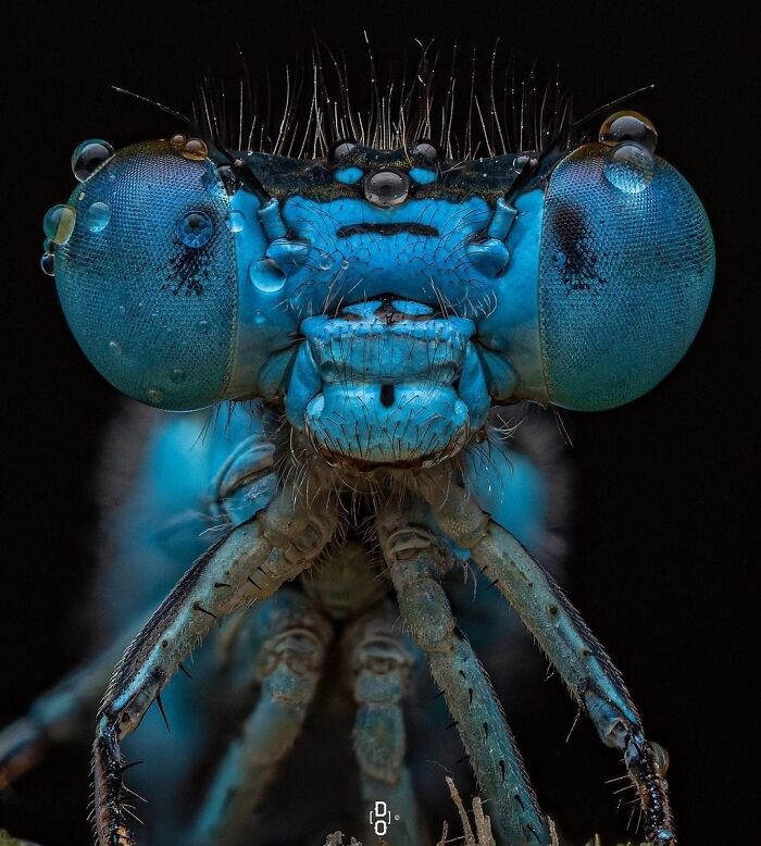 Exploring The World Up Close: Inside The Instagram Phenomenon Of "Macro Photography"