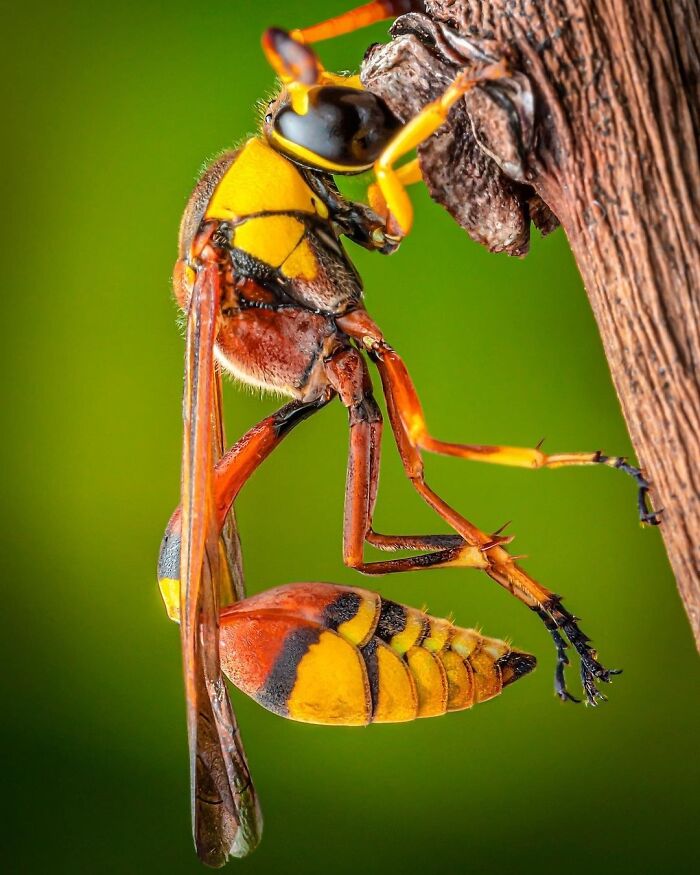 Exploring The World Up Close: Inside The Instagram Phenomenon Of "Macro Photography"