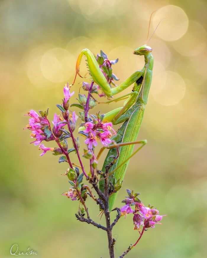 Exploring The World Up Close: Inside The Instagram Phenomenon Of "Macro Photography"