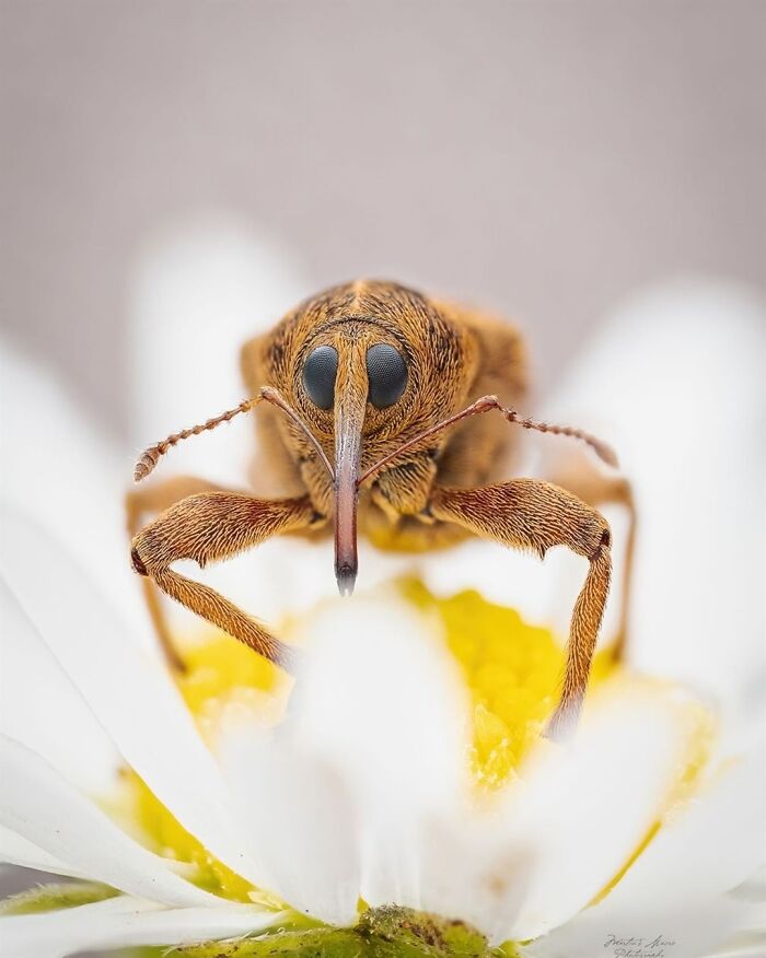 Exploring The World Up Close: Inside The Instagram Phenomenon Of "Macro Photography"