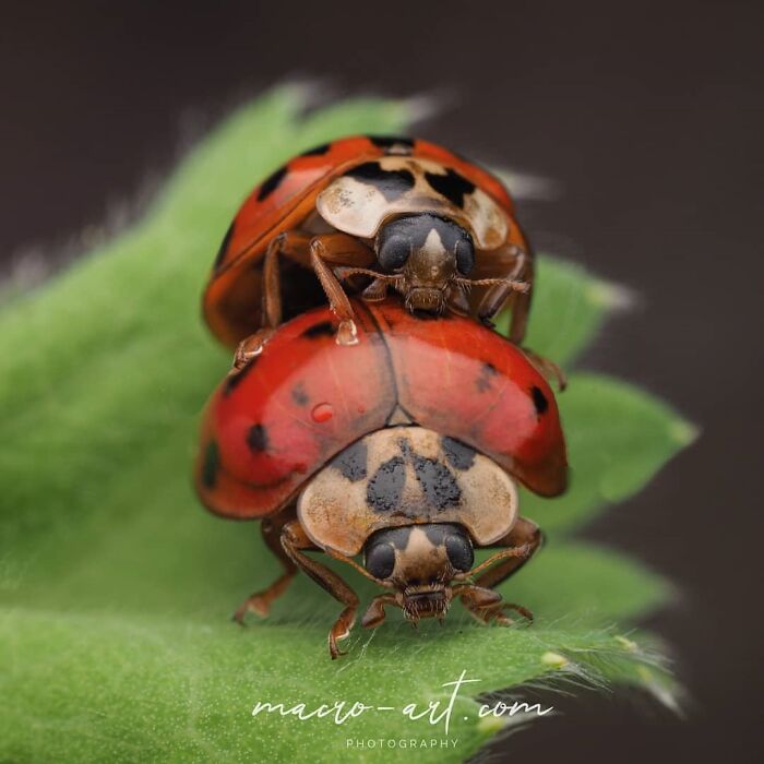 Exploring The World Up Close: Inside The Instagram Phenomenon Of "Macro Photography"