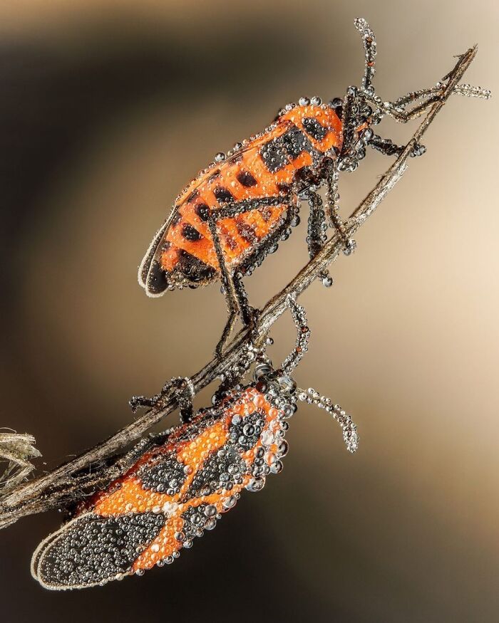 Exploring The World Up Close: Inside The Instagram Phenomenon Of "Macro Photography"