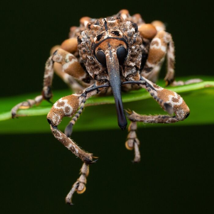 Exploring The World Up Close: Inside The Instagram Phenomenon Of "Macro Photography"