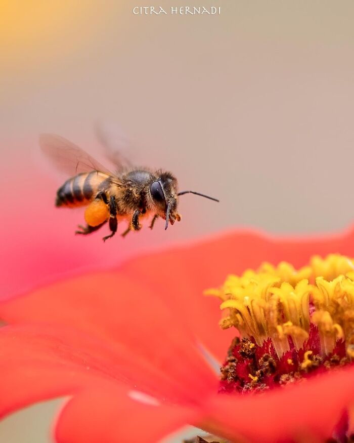 Exploring The World Up Close: Inside The Instagram Phenomenon Of "Macro Photography"