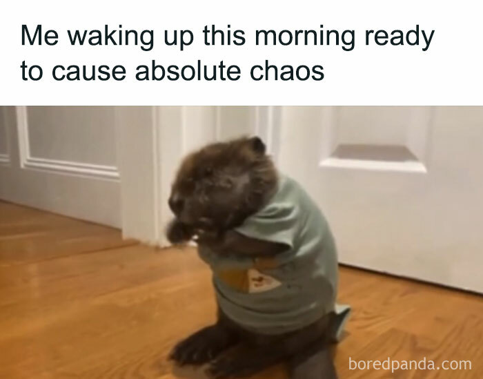 Funny beaver wearing a shirt, captioned with a humorous morning chaos message.