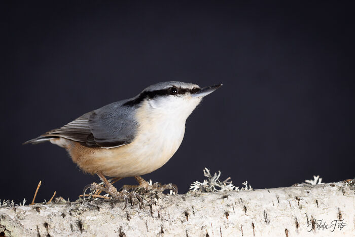 I Wanted To Photograph Squirrels In Studio