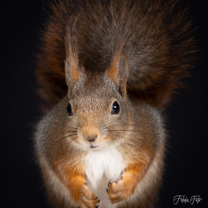 I Wanted To Photograph Squirrels In Studio