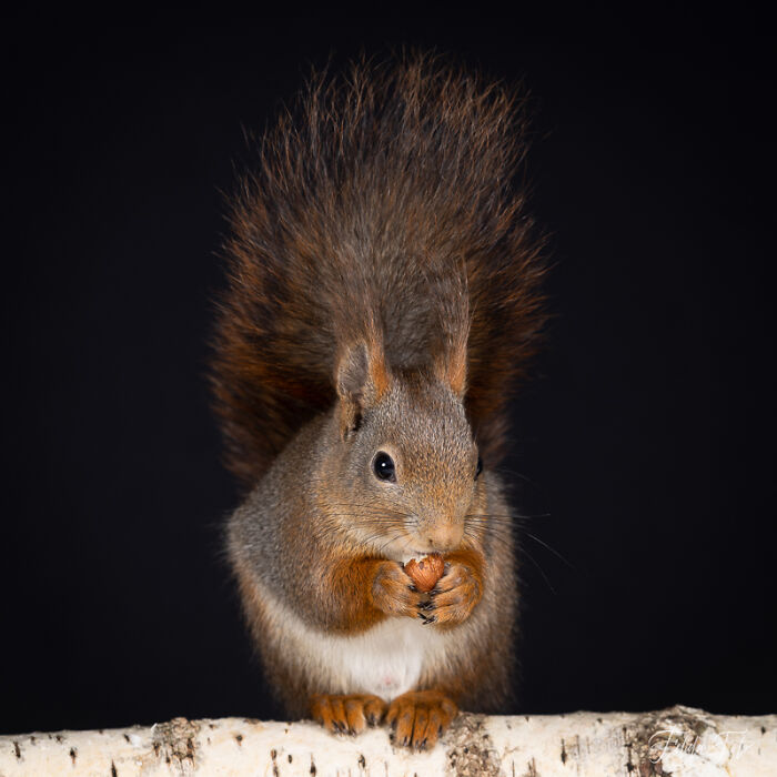 I Wanted To Photograph Squirrels In Studio