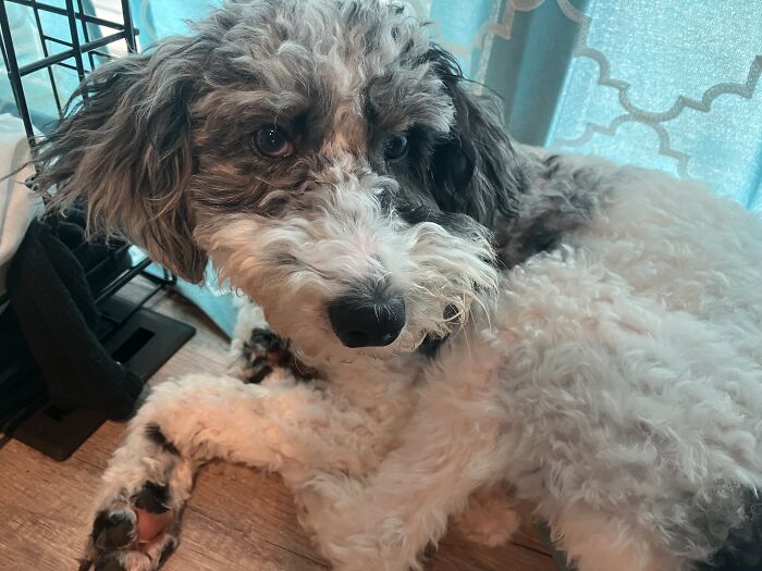 Owner's Dog Gets Hit By A Car That Didn't Stop: This Is Their Story