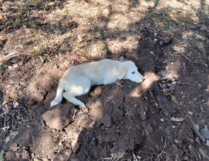 A Woman Lays Her Dear Old Dog To Rest When Suddenly Abandoned Puppy Appears Out Of Nowhere