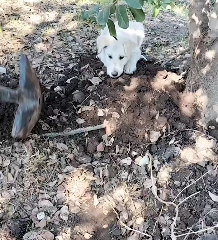 A Woman Lays Her Dear Old Dog To Rest When Suddenly Abandoned Puppy Appears Out Of Nowhere