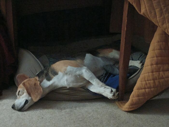 Henry, Sleeping Half Out Of His Favorite Bed
