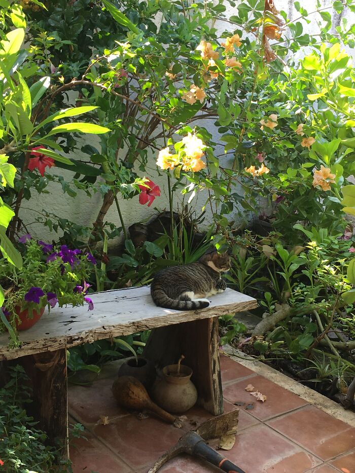 One Tiny Corner Of My Husband's Garden. Full Of Orchids. And Cats