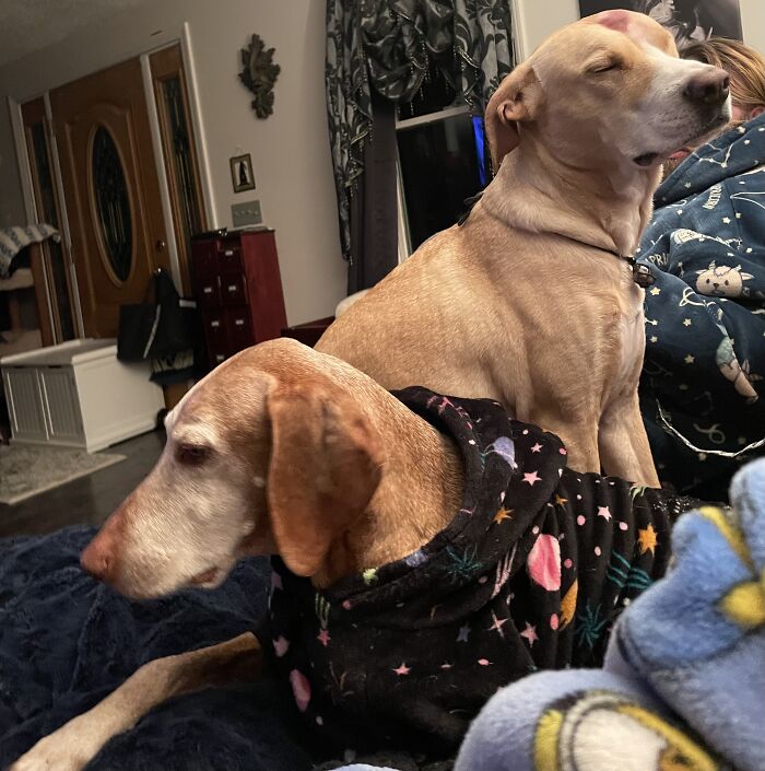 My Dog, Sif, Sits With Her Eyes Closed And Pouts When My Other Dog Sits Beside Me Instead Of Her