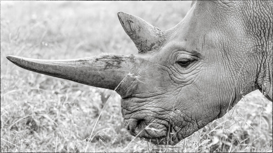 Last Of Its Kind, Northern White Rhino