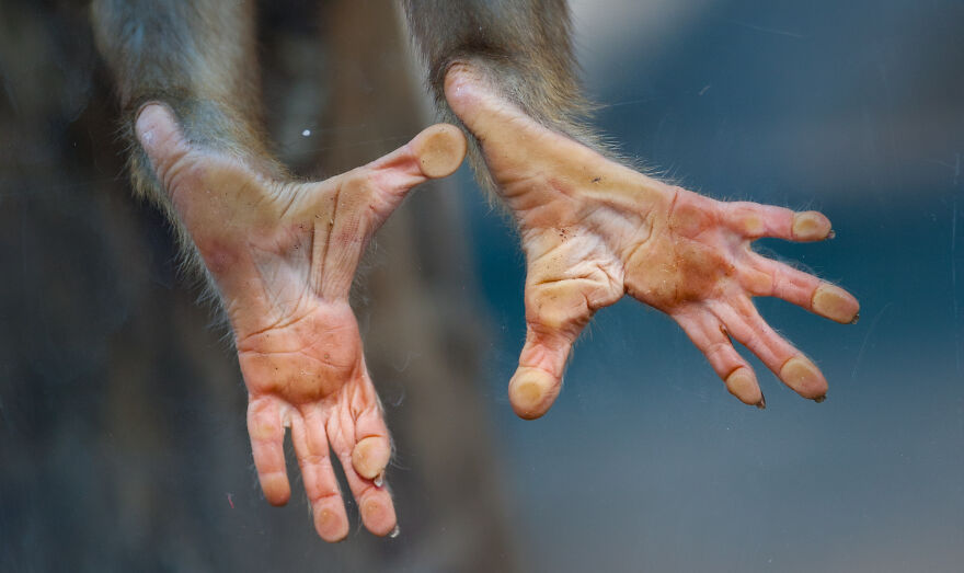 I Took 11 Photos Of Animal Hands