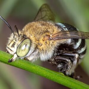 madscottishbastardthelad avatar