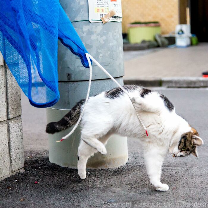 New Captivating Images By Masayuki Oki Celebrating The Quirky And Playful Side Of Cats