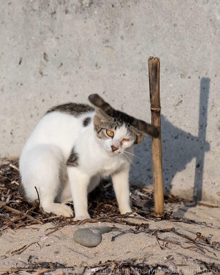 New Captivating Images By Masayuki Oki Celebrating The Quirky And Playful Side Of Cats