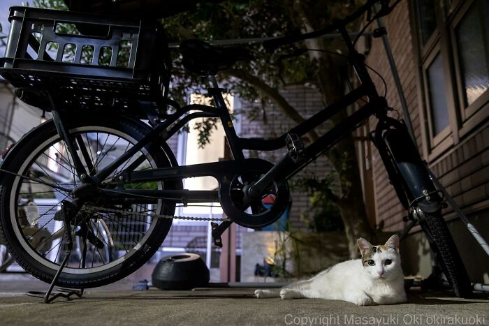 New Captivating Images By Masayuki Oki Celebrating The Quirky And Playful Side Of Cats