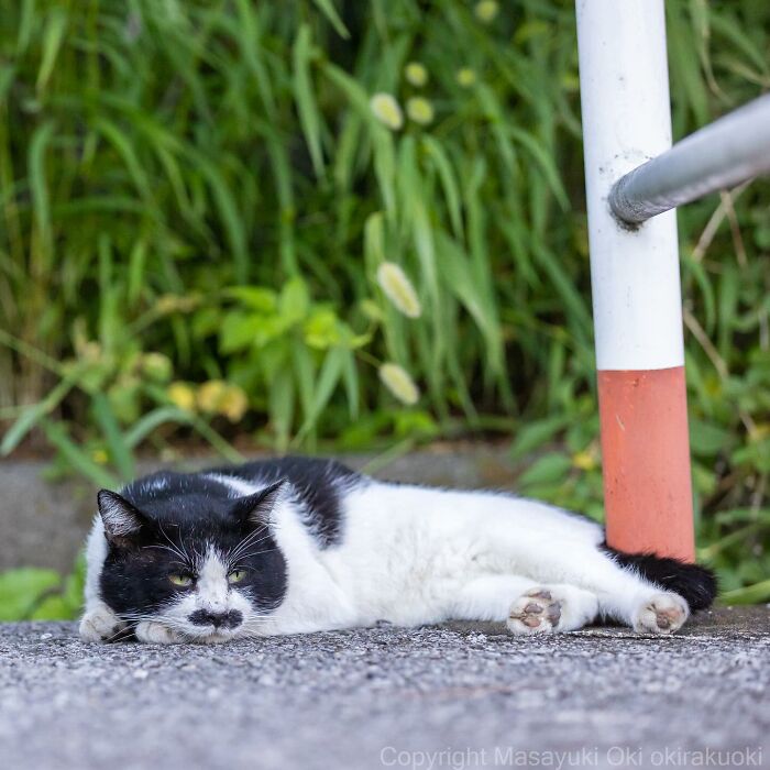 New Captivating Images By Masayuki Oki Celebrating The Quirky And Playful Side Of Cats