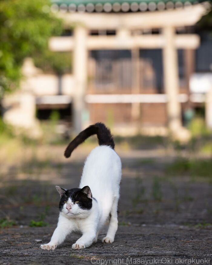 New Captivating Images By Masayuki Oki Celebrating The Quirky And Playful Side Of Cats