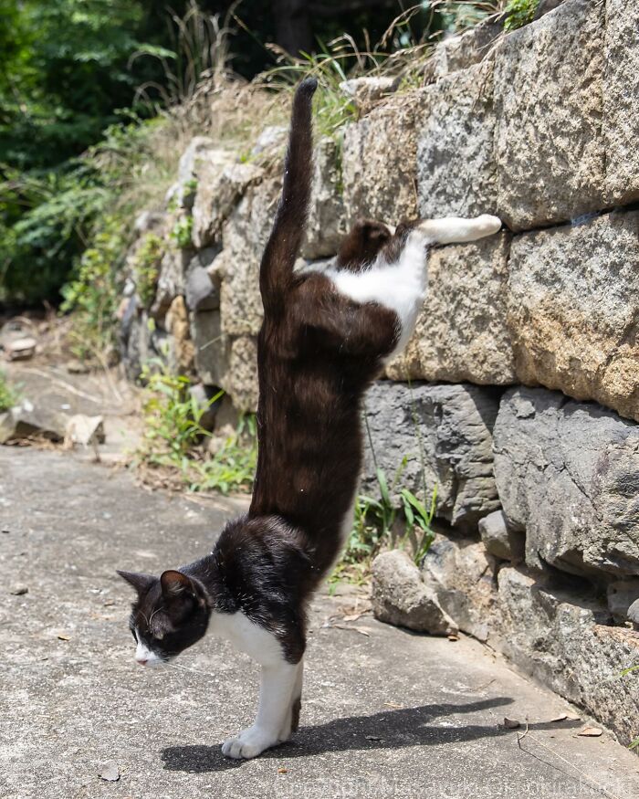New Captivating Images By Masayuki Oki Celebrating The Quirky And Playful Side Of Cats