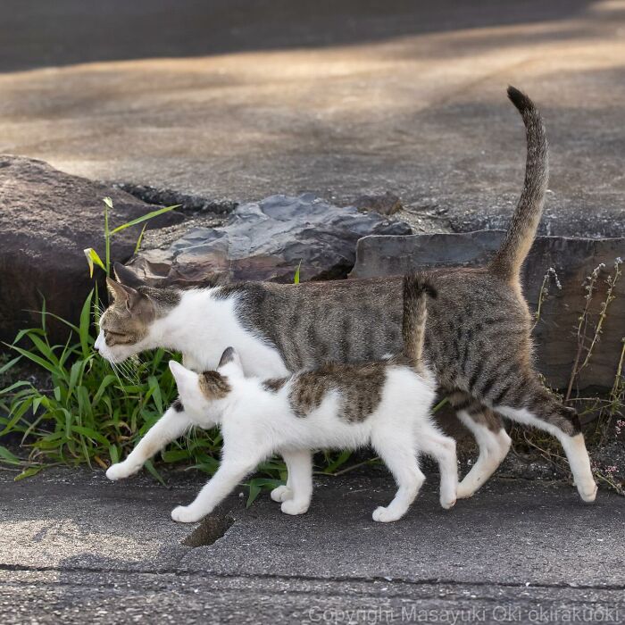 New Captivating Images By Masayuki Oki Celebrating The Quirky And Playful Side Of Cats