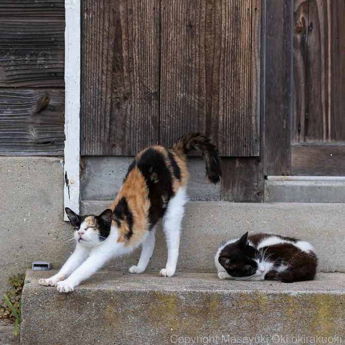 New Captivating Images By Masayuki Oki Celebrating The Quirky And Playful Side Of Cats