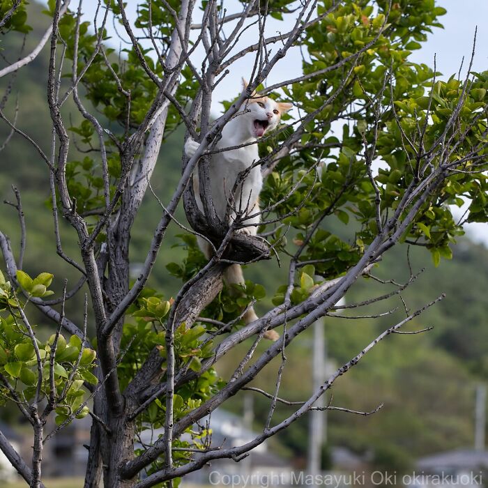 New Captivating Images By Masayuki Oki Celebrating The Quirky And Playful Side Of Cats
