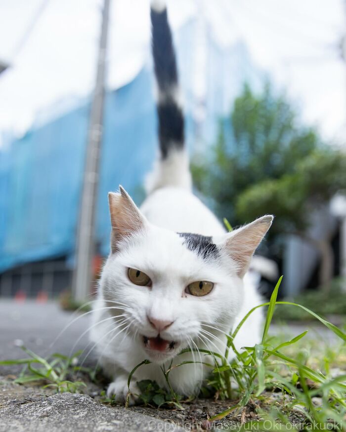 New Captivating Images By Masayuki Oki Celebrating The Quirky And Playful Side Of Cats