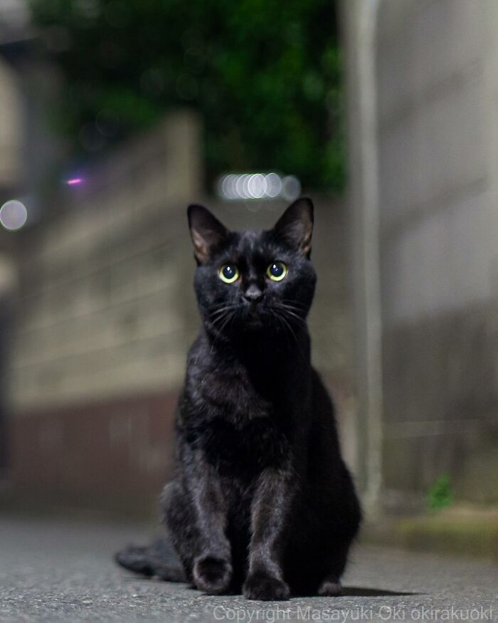 New Captivating Images By Masayuki Oki Celebrating The Quirky And Playful Side Of Cats